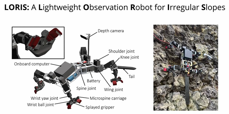 The Climbing Robot LORIS